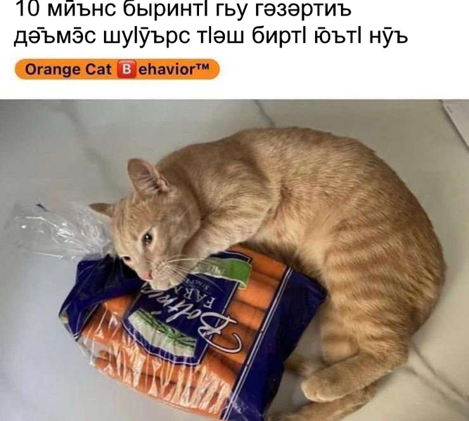 File:Guimin orange cat behavior.png
