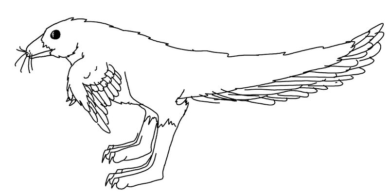 File:Muriraptor.jpg