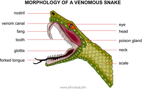 File:Snake mouth.jpg